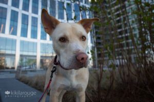 Mixed breed yellow lab dog with nose twisted in city backdrop