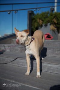 Cute portrait of face of yellow mixed breed rescue dog in sun on grey stairway wood and bum up