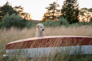 Wet white lab dog by red boat with reeds blowing at sunset