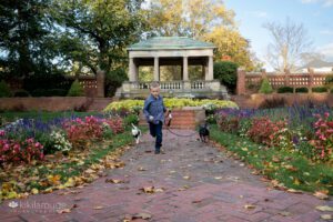 Young blonde boy running in rose garden with his two small rescue dogs