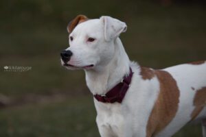 White dog with black nose and brown markings at park