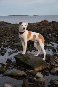 Beautiful white and brown rescue pup standing on black rock at low tide at beach with reflections