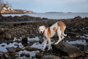 Beautiful white and brown rescue pup standing on black rock at low tide at beach with reflections and butt in air