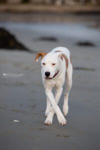 Eight month old white rescue dog on beach with paws crossed