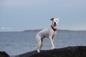 White rescue puppy on black rock with ocean and an island in the back ground New England winter