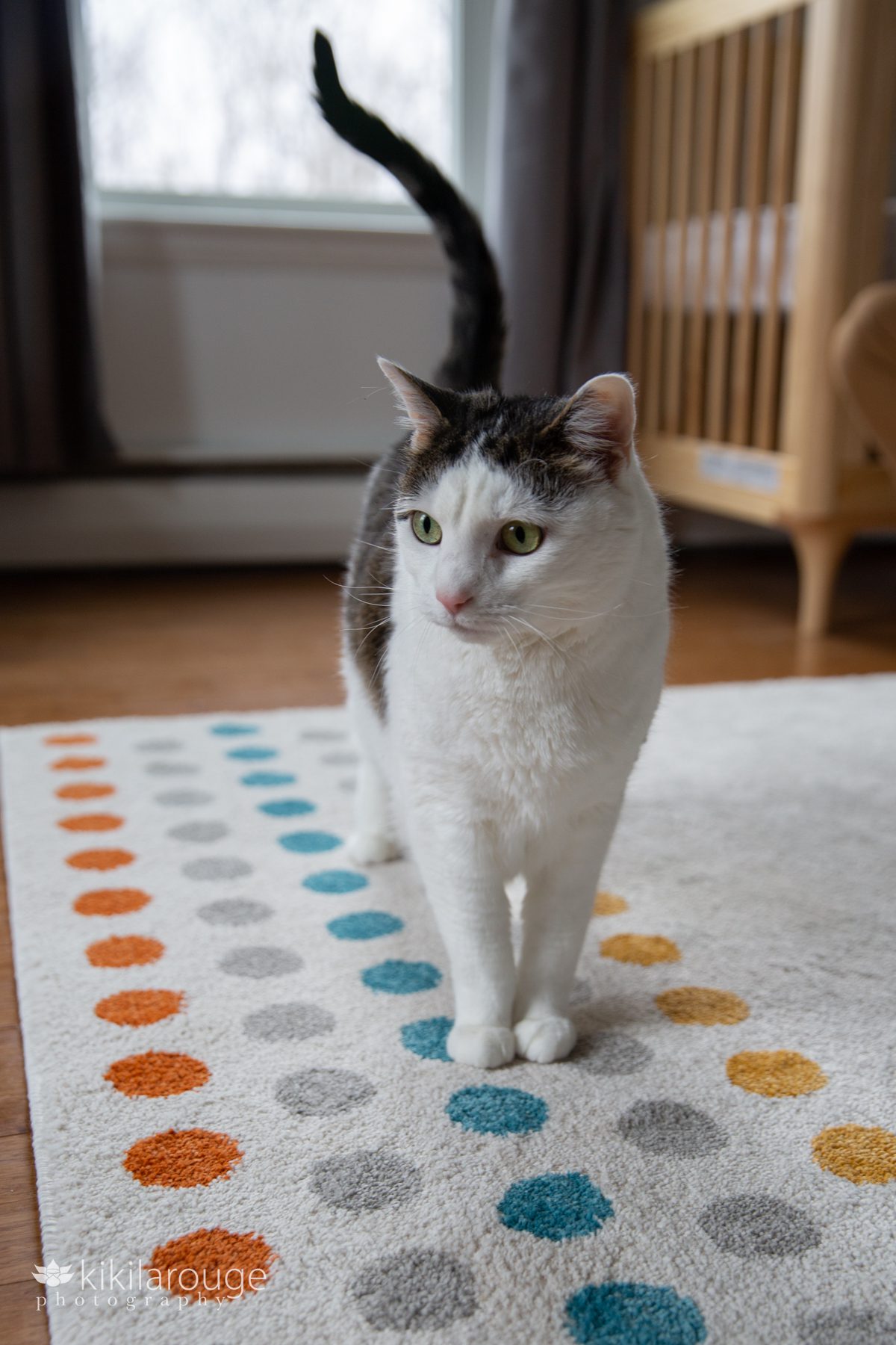 Gray and white cat walking on a polka dot rug