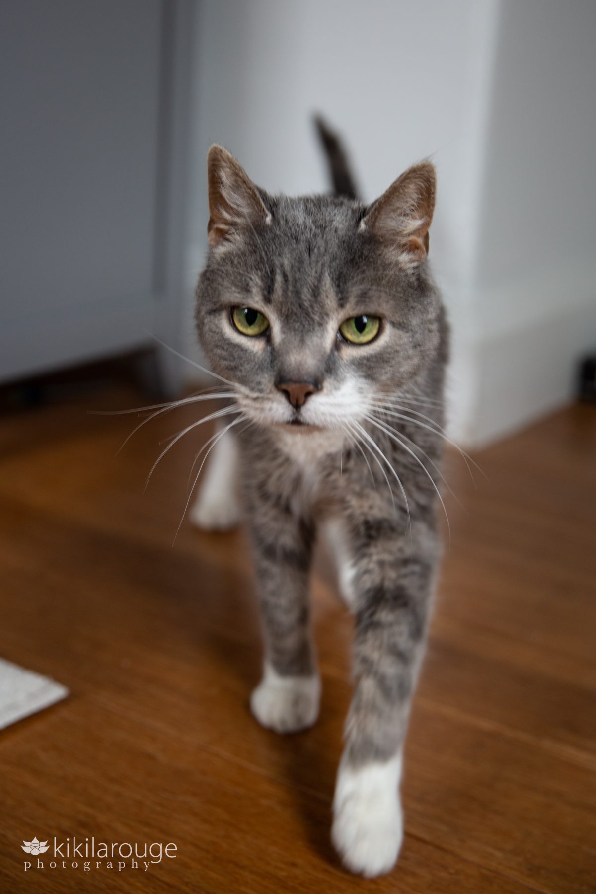 Grey cat with green eyes walking towards the camera