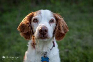 Fifteen year old portrait of a Brittnay spaniel in field
