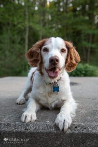 Cute portrait of senior Brittnay spaniel pup on concrete in wooded area