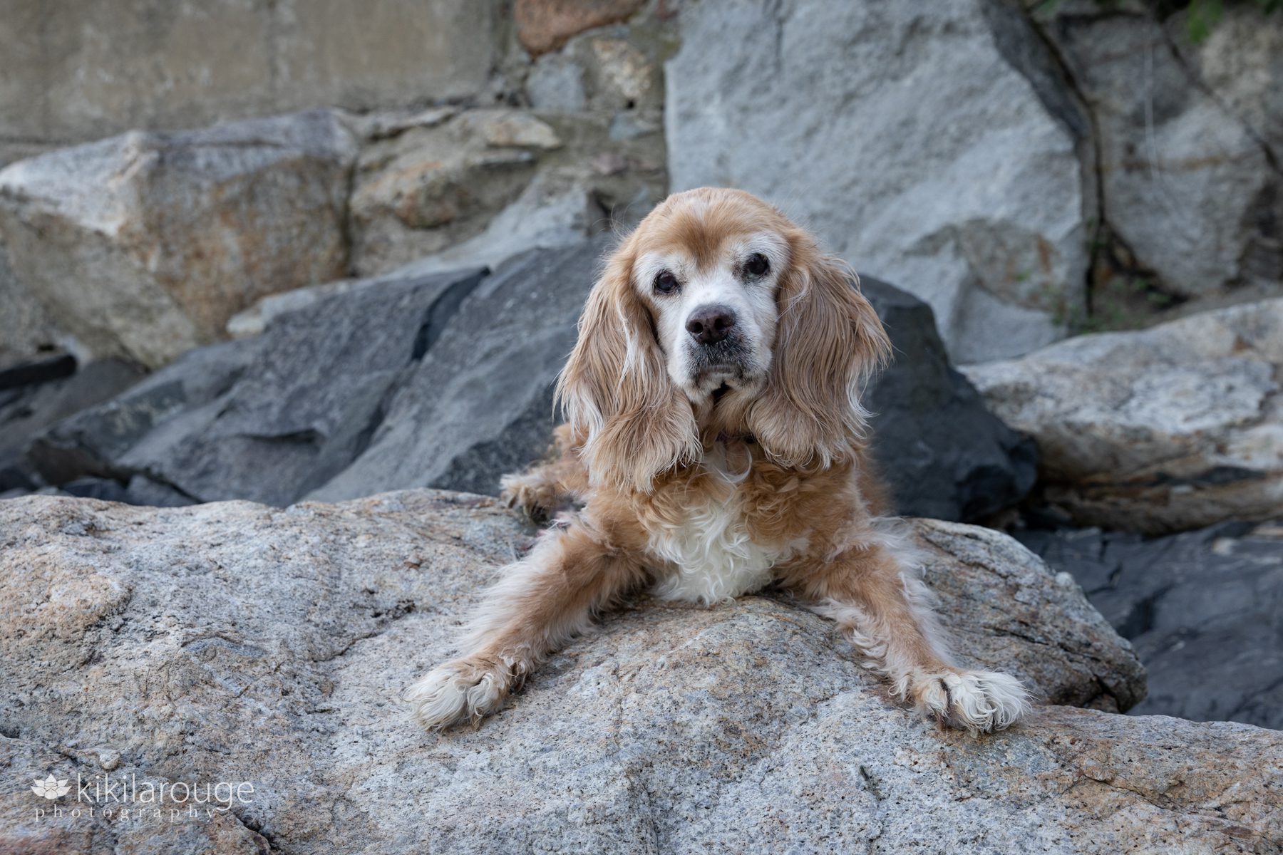 Portrait of little senior rescue pup sprawled our on the rocks at beach
