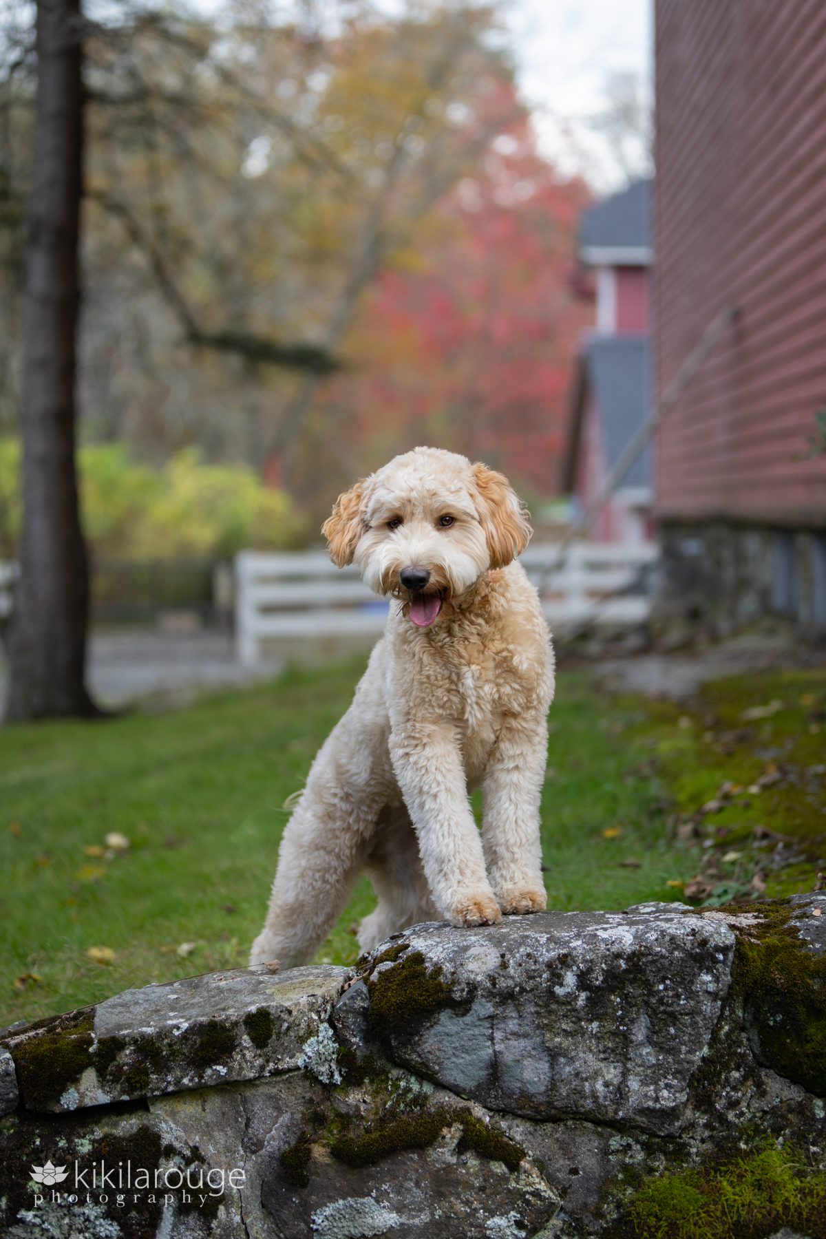 Labradoodle pup striking cute pose on stone wall with fall foliage in backdrop next to red barn at Endicott Park