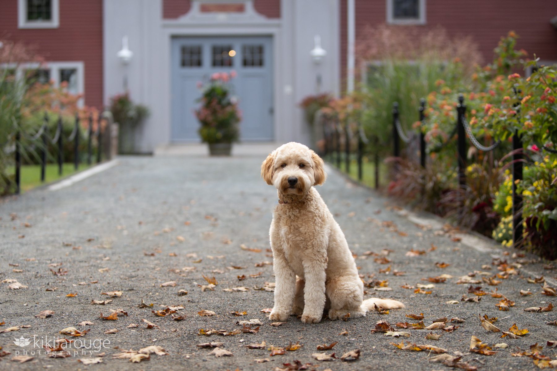 Cute labradoodle sitting on gravel walkway with leaves around and red building with gray doors in backdrop