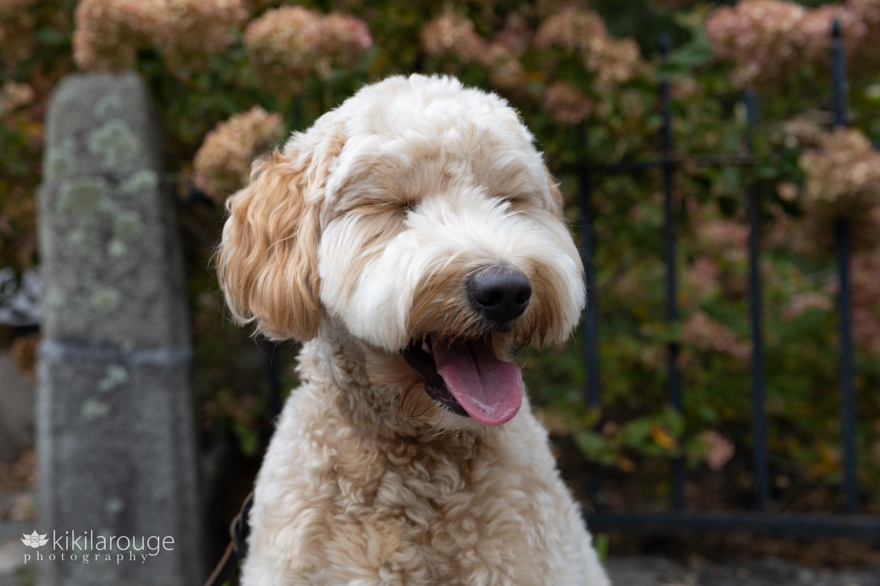 cute labradoodle dog with tongue out and eyes closed smiling