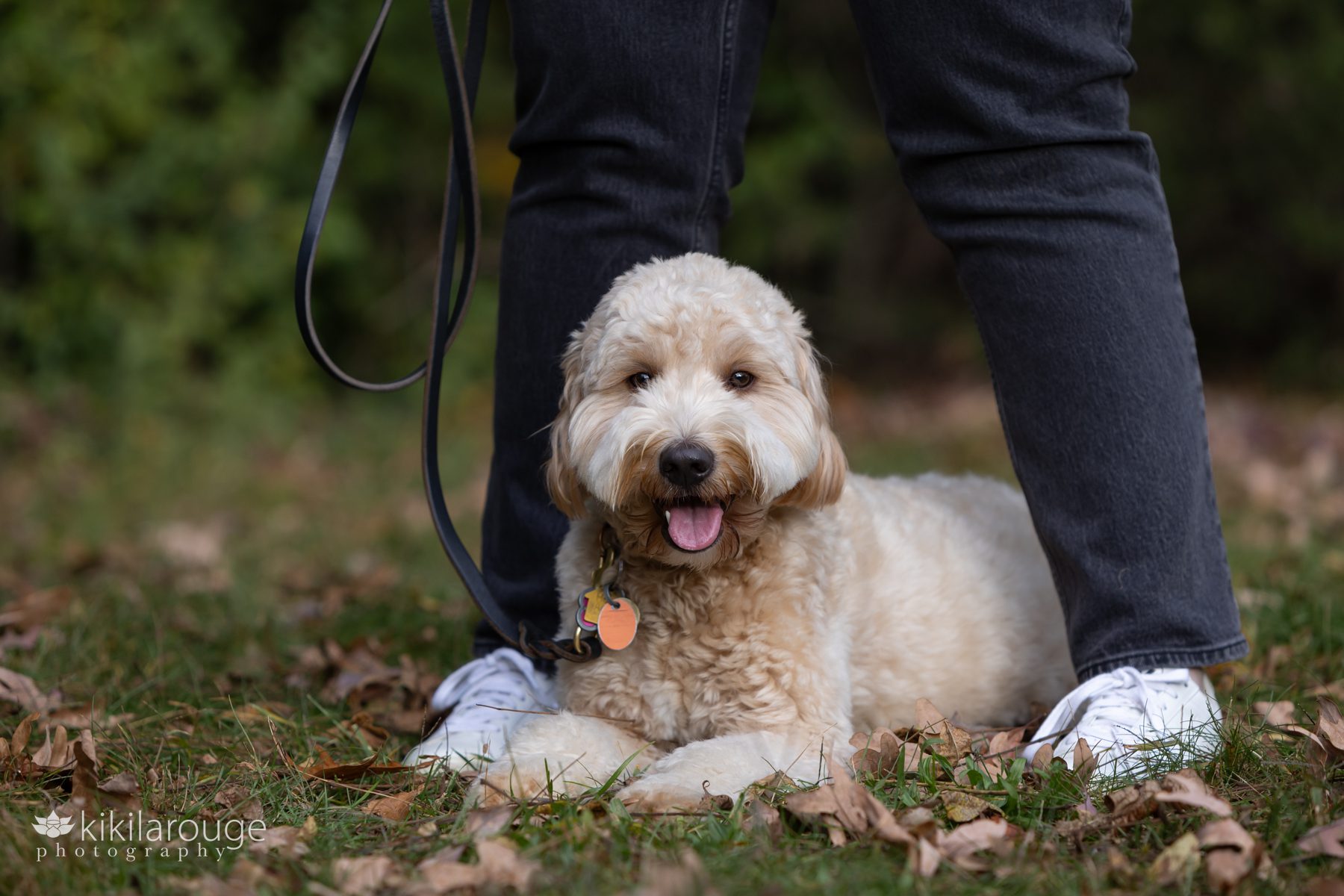Cute labradoodle with tongue out in between Mom's legs who has on jeans and white sneakers
