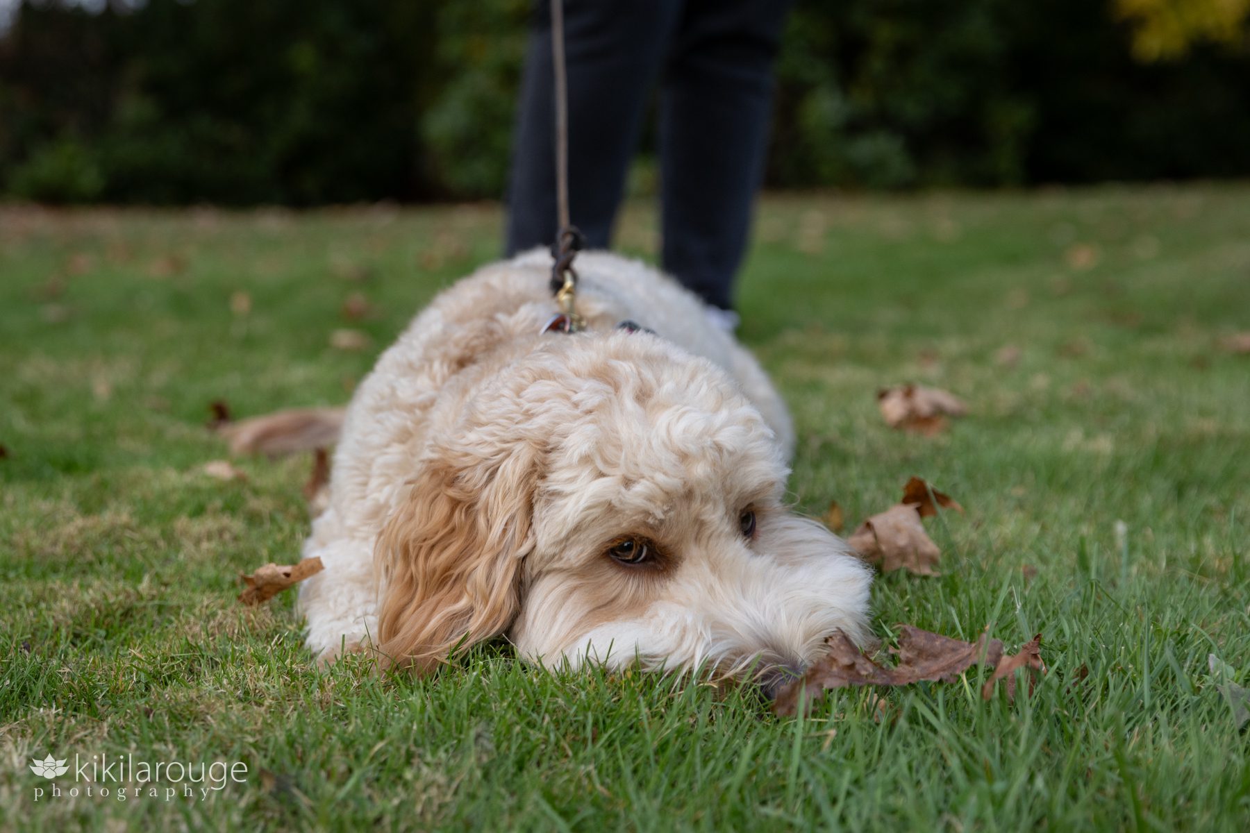 Labradoodle dog laying in grass