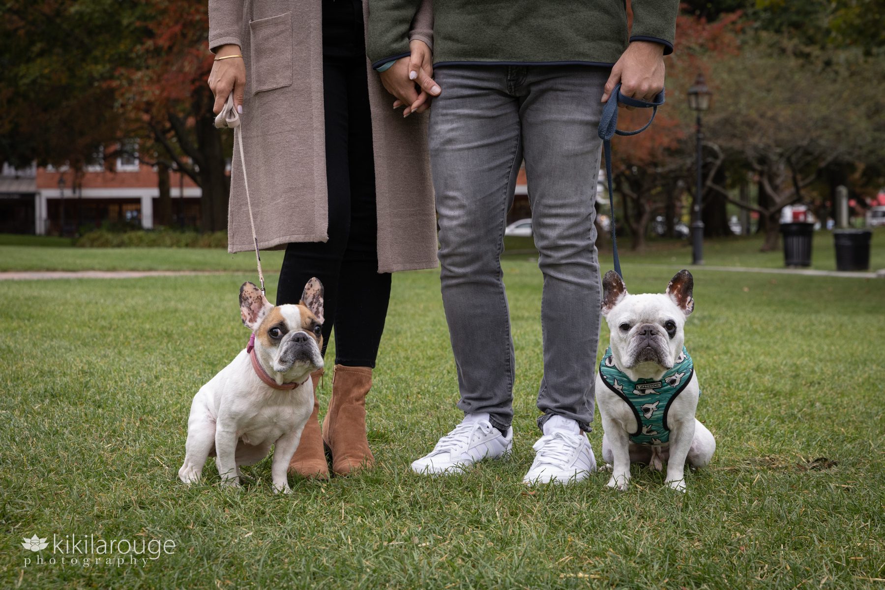Legs of a couple with two white French Bulldogs at their feet