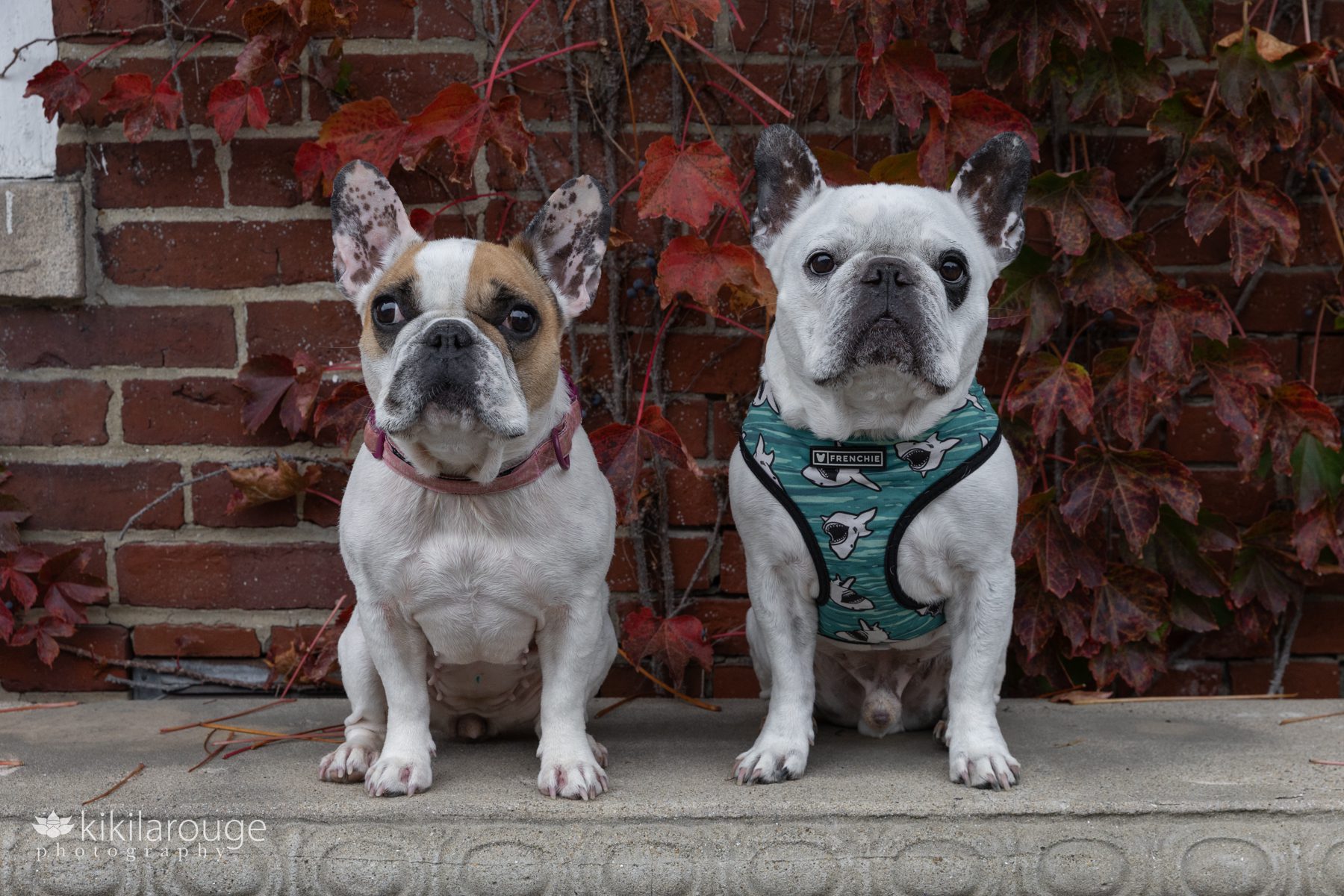 Two white French bulldogs sitting on cement bench by a wall of autumn leaves in background