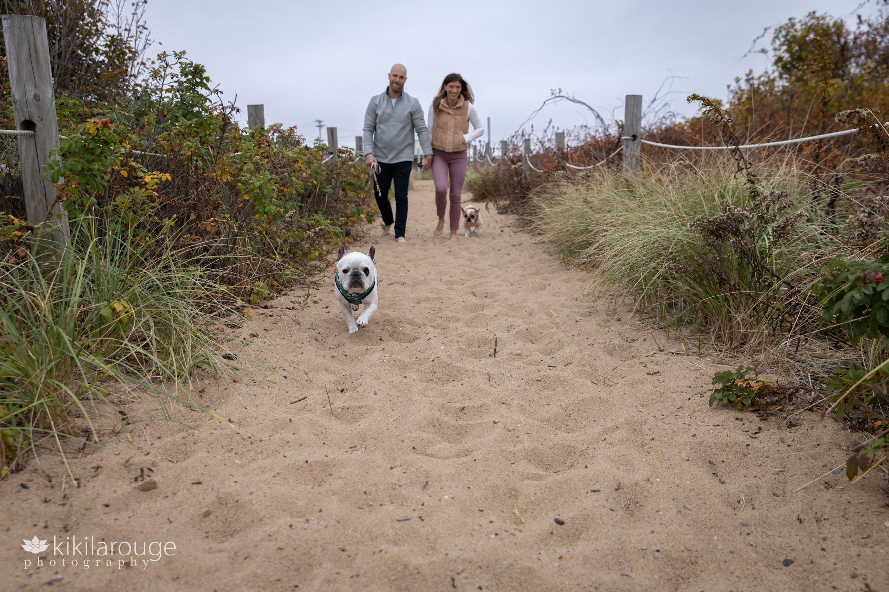 White French Bulldog running down Plum Island beach dune path with owners in the background