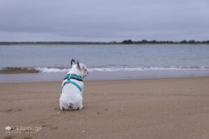White French bulldog with blue harness sitting by the water's edge with a small wave and looking to the right