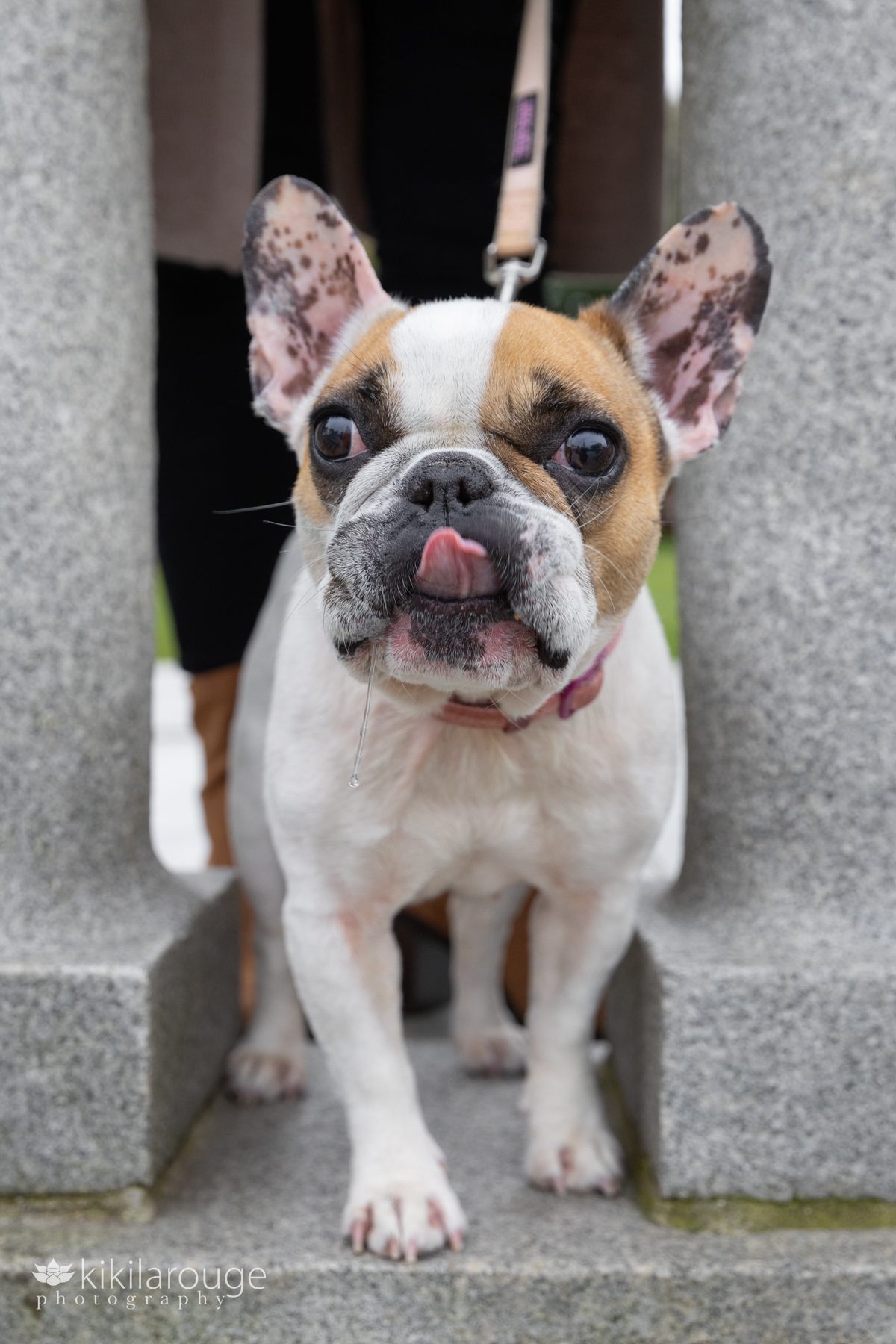 White five year old French bulldog between two cement columns with pink ears perked and tongue out
