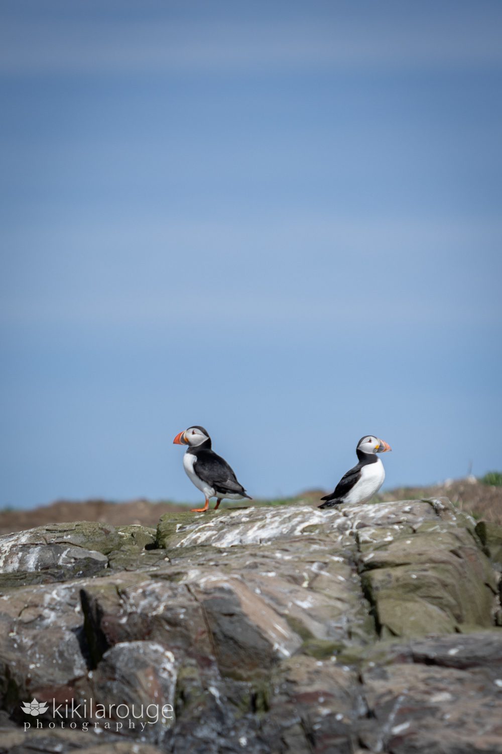 Two puffin birds facing the opposite way on rocky ledge