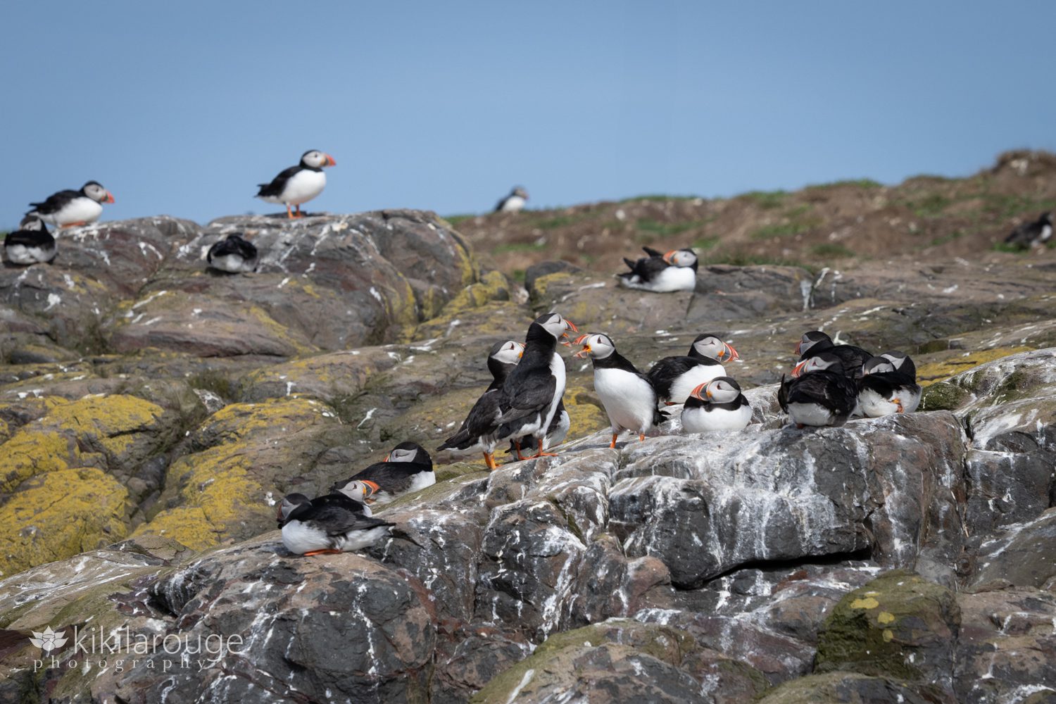 Several puffins on rocky ledge and two facing each other with beaks open