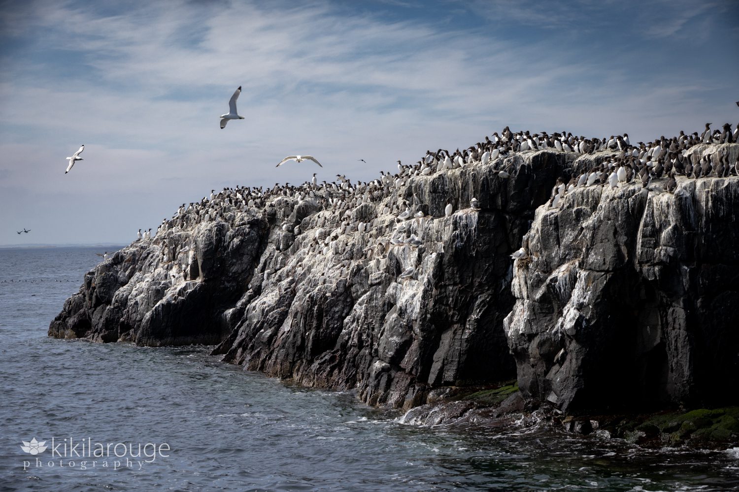 Birds on and flying around one of the Farne Islands in the North Sea of Northumberland England