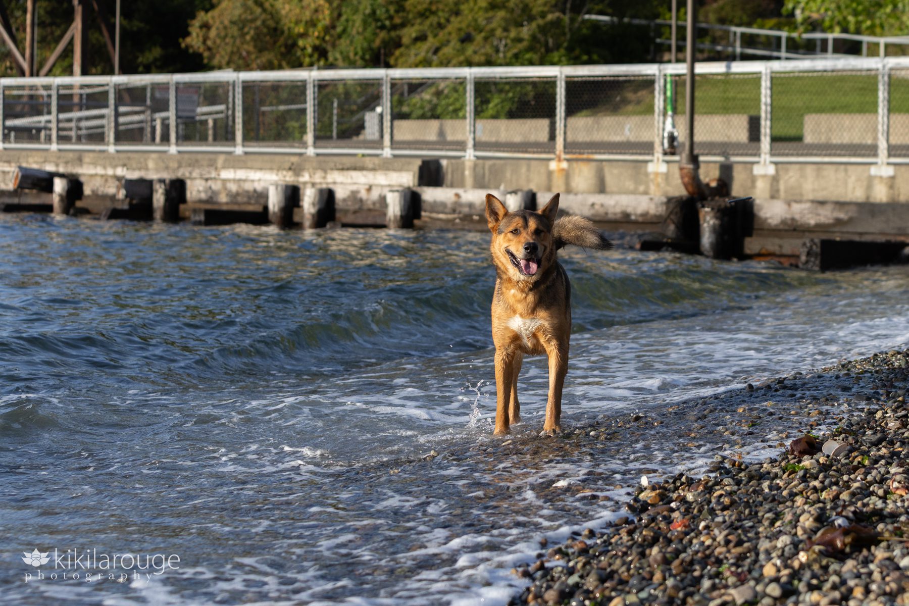 Rescue husky German Shepard playing in the water at Puget Sound in West Seattle rocky beach