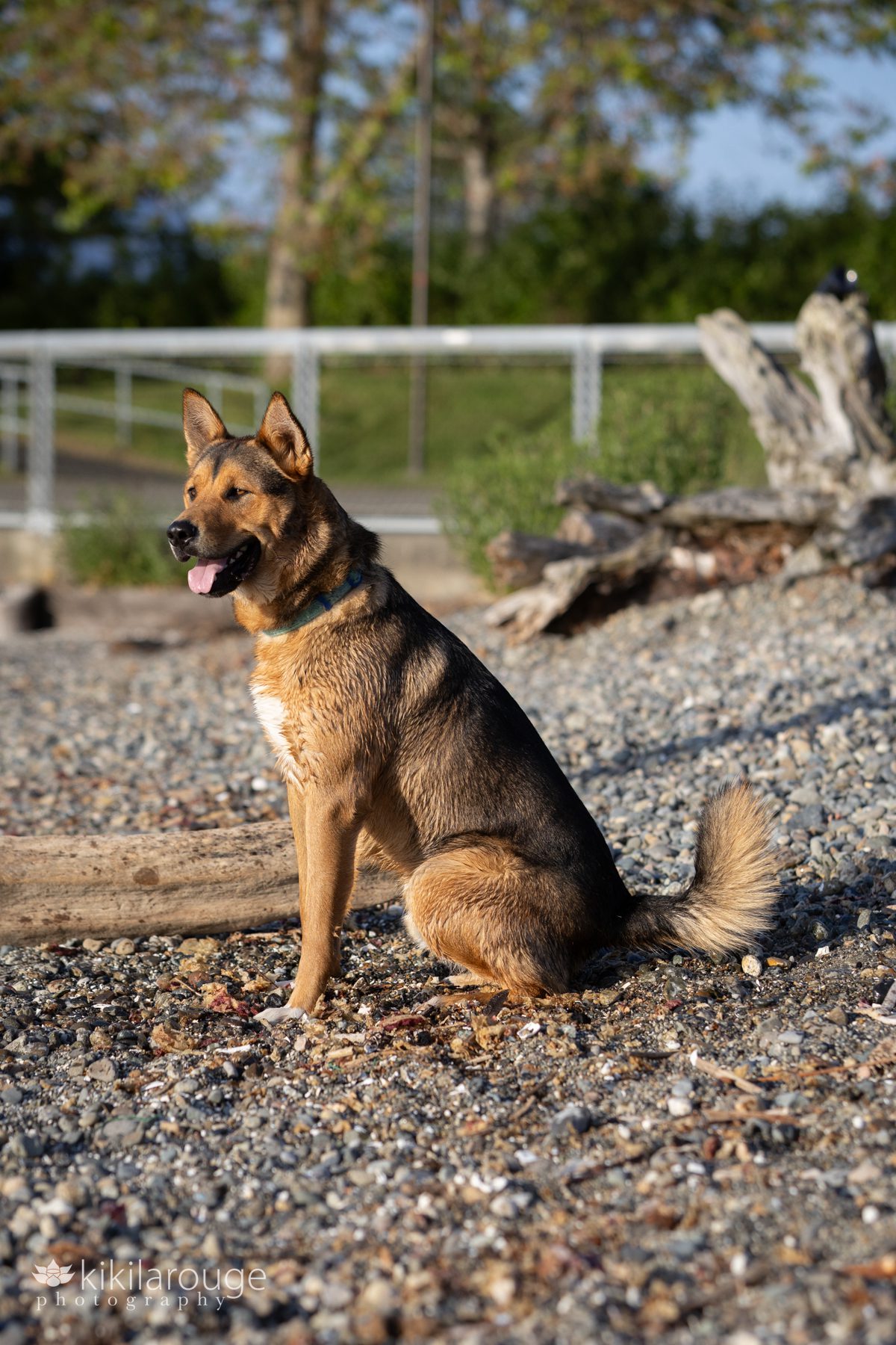 Rescue husky German Shepard like dog sitting on Seattle rocky beach with driftwood looking off into the sunset