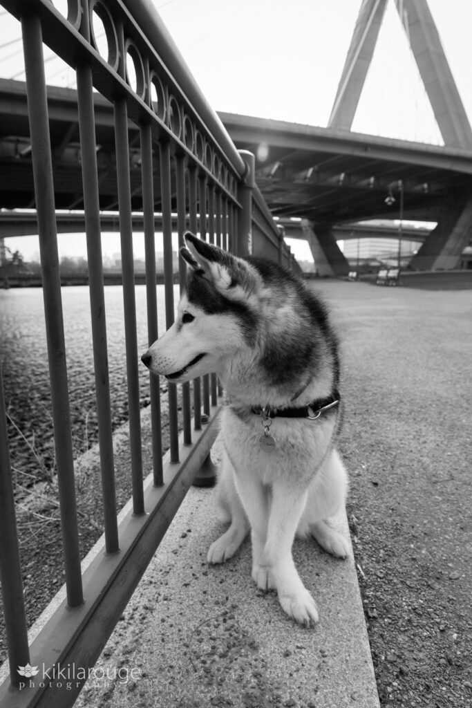 BW portrait of a husky sitting next to the railing overlooking the Charles River in Boston Ma with the Zakim Bridge in backdrop