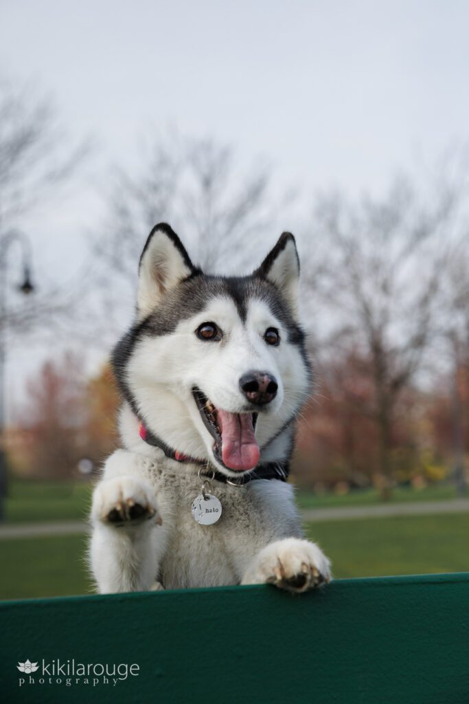 Cute husky pup jumping up behind park bench with one pay in the air and big smile
