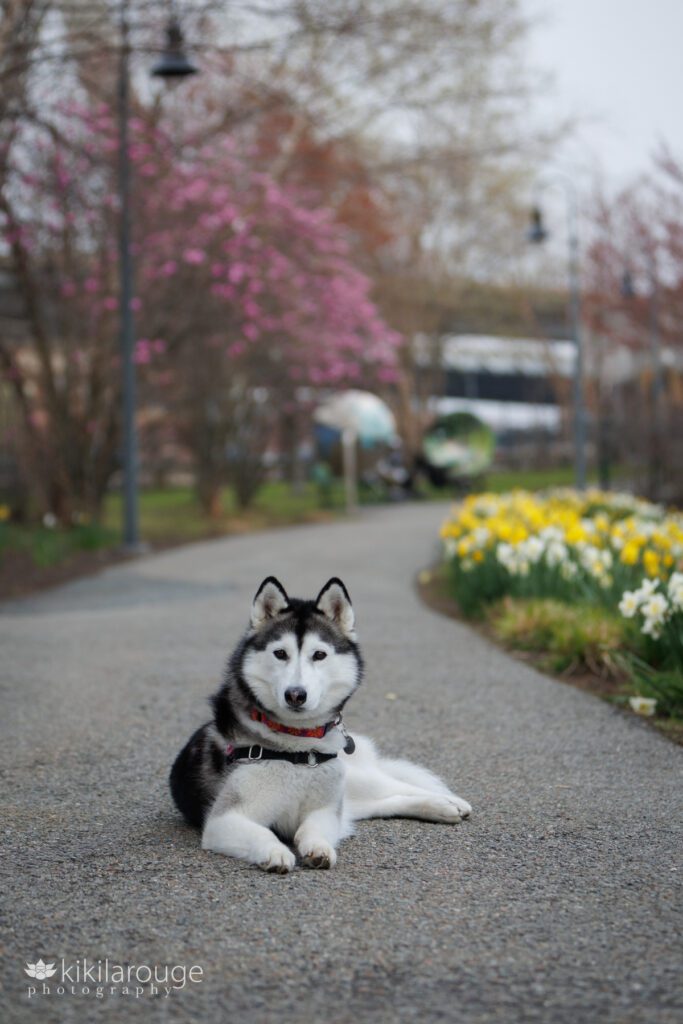 Husky dog laying on paved pathway at the North Bridge Park with magnolias and daffodils in bloom in the backdrop