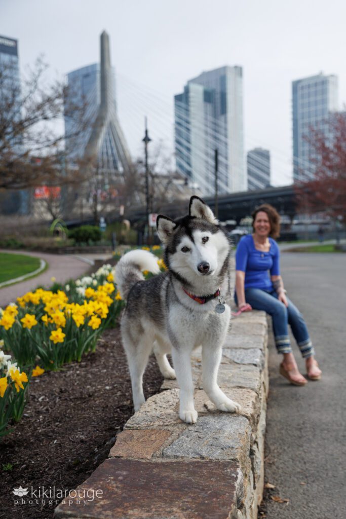 Cute husky tilting his head standing on stone wall with daffodils in the ground and woman sitting in blue top and jeans in the background under the Zakim Bridge in Boston