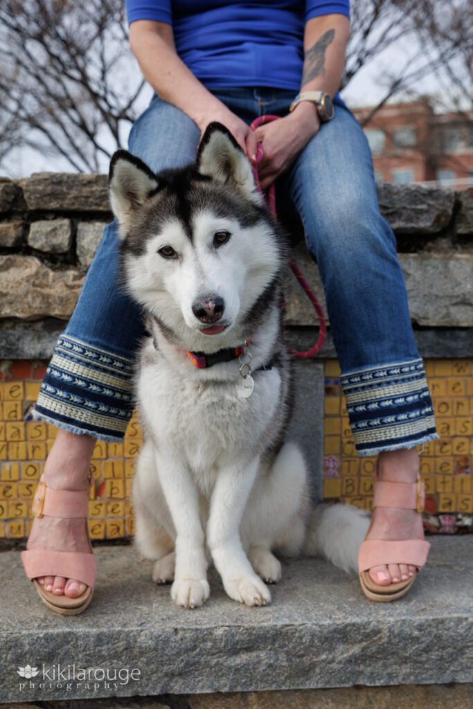 Husky dog sitting on stone wall with head tilted in between legs of a woman with embroidered jeans holding a pink leash and a tattoo of other dog on her arm