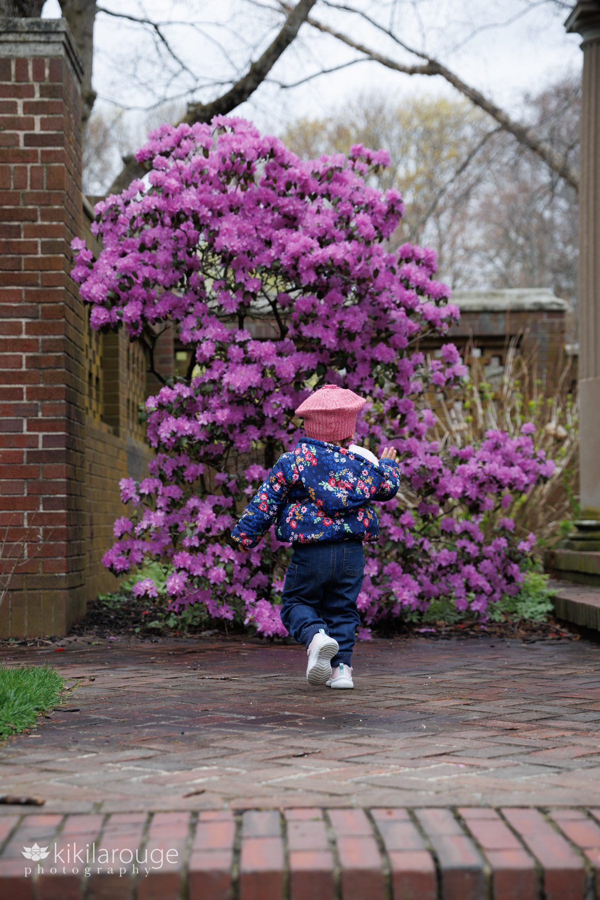 Little girl in pink hat running toward large in bush of purple flowers in bloom