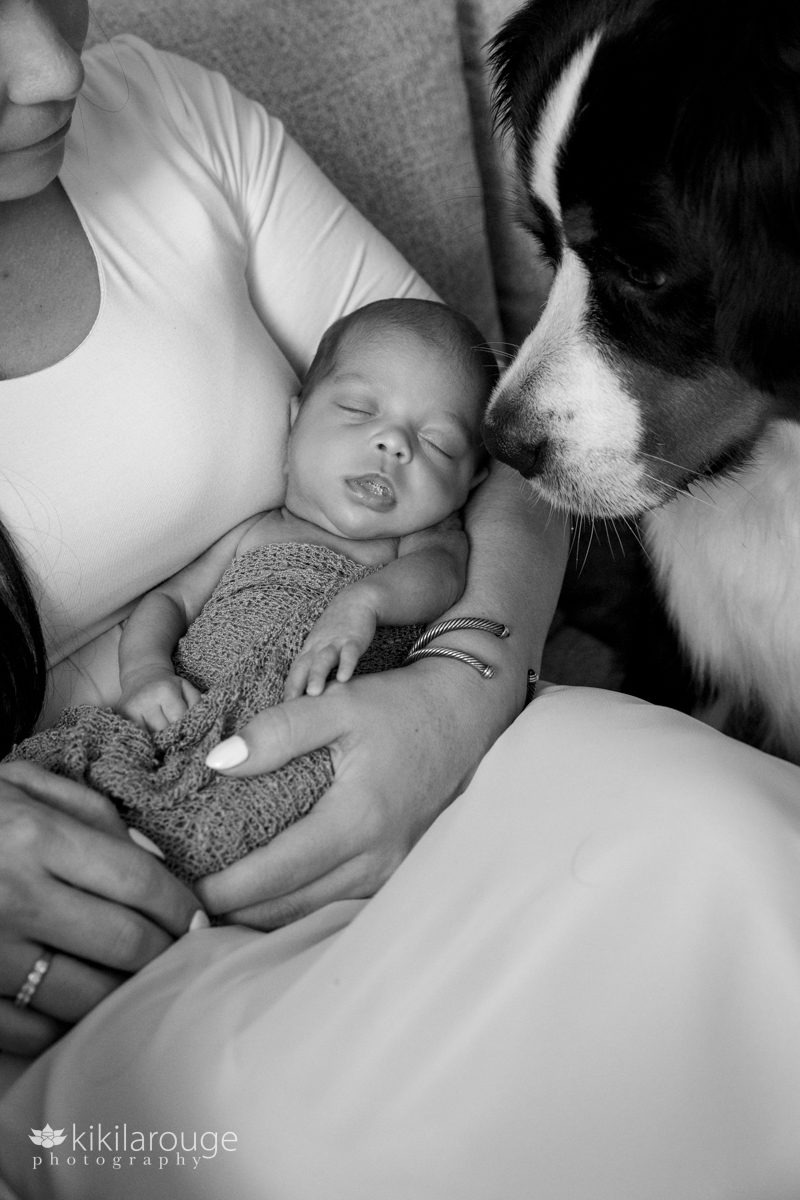 Woman holding newborn baby with Bernese Mountain Dog looking down at her