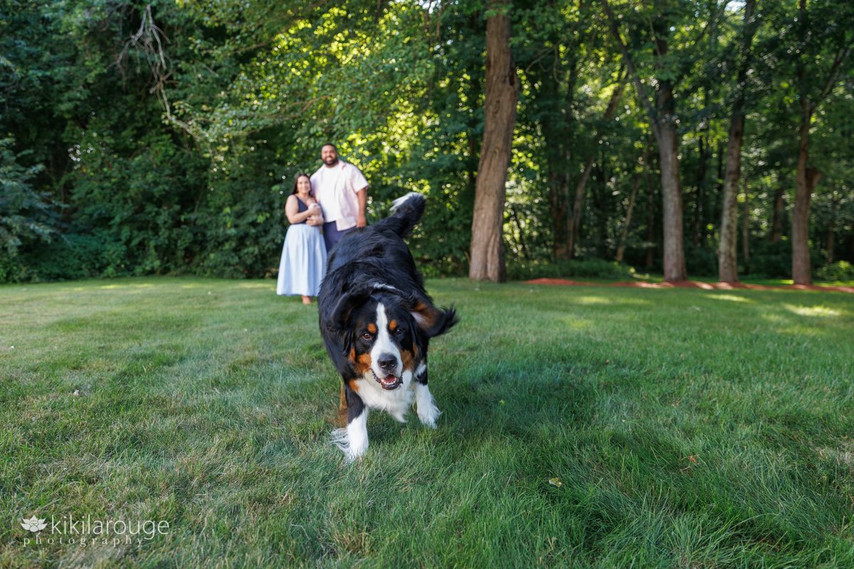 Couple in back drop in green yard with Bernese Mountain Dog running in front towards the camera