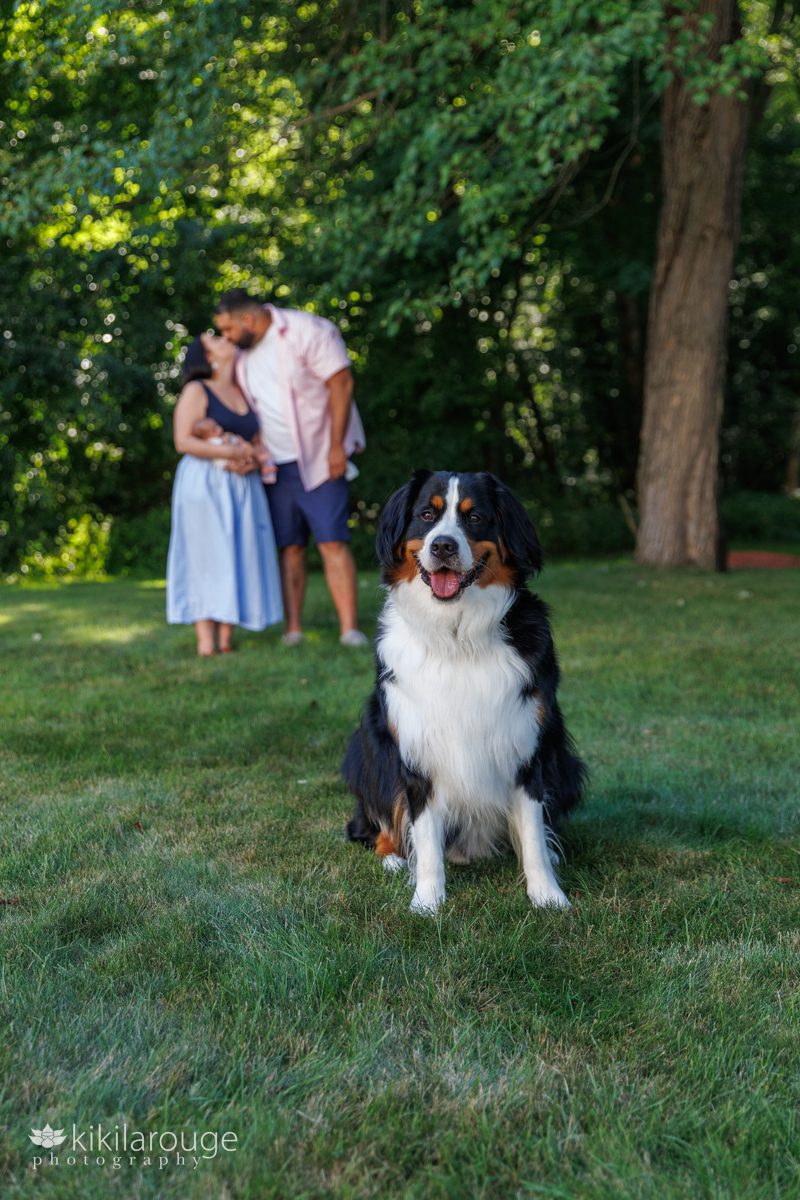 Bernese Mountain Dog sitting on grass and a couple kissing in out of focus backdrop holding their newborn baby girl 