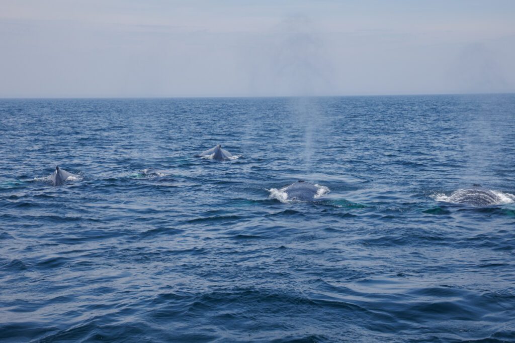 Four humpback whales blowing on surface going away from boat
