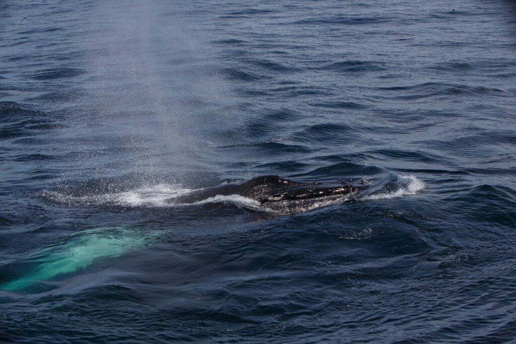 Humpback calf with head up on surface blowing air