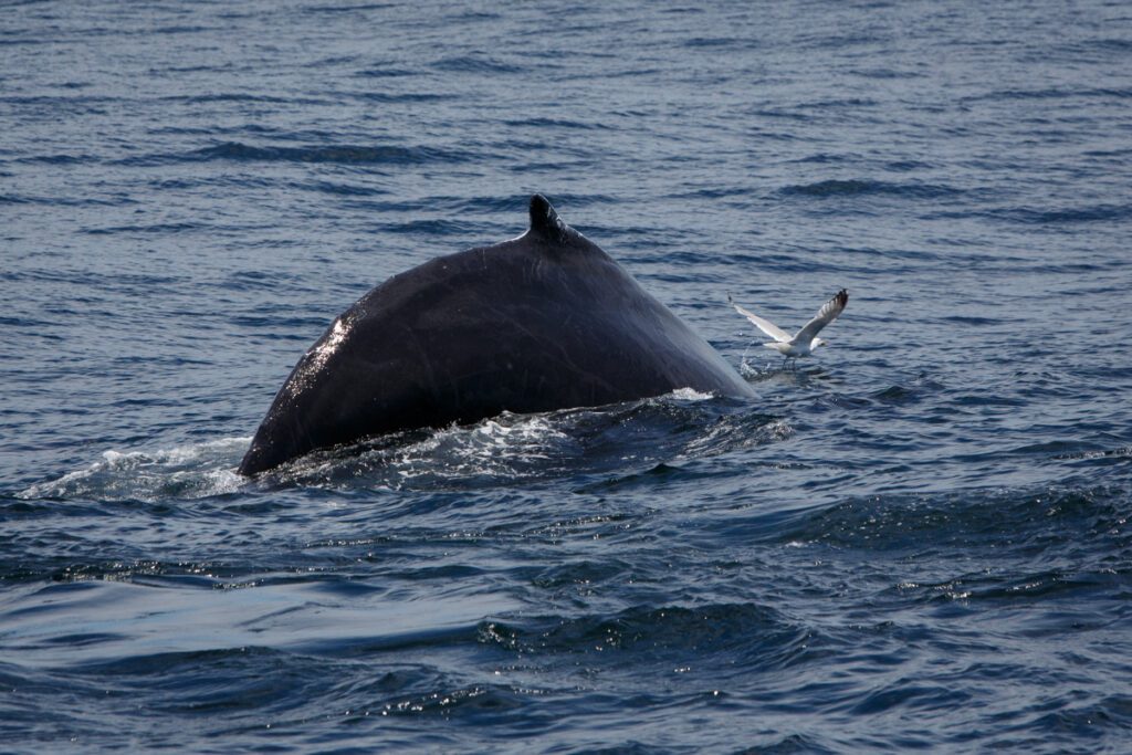 Humpback whale preparing to dive deep with a seagull riding its front