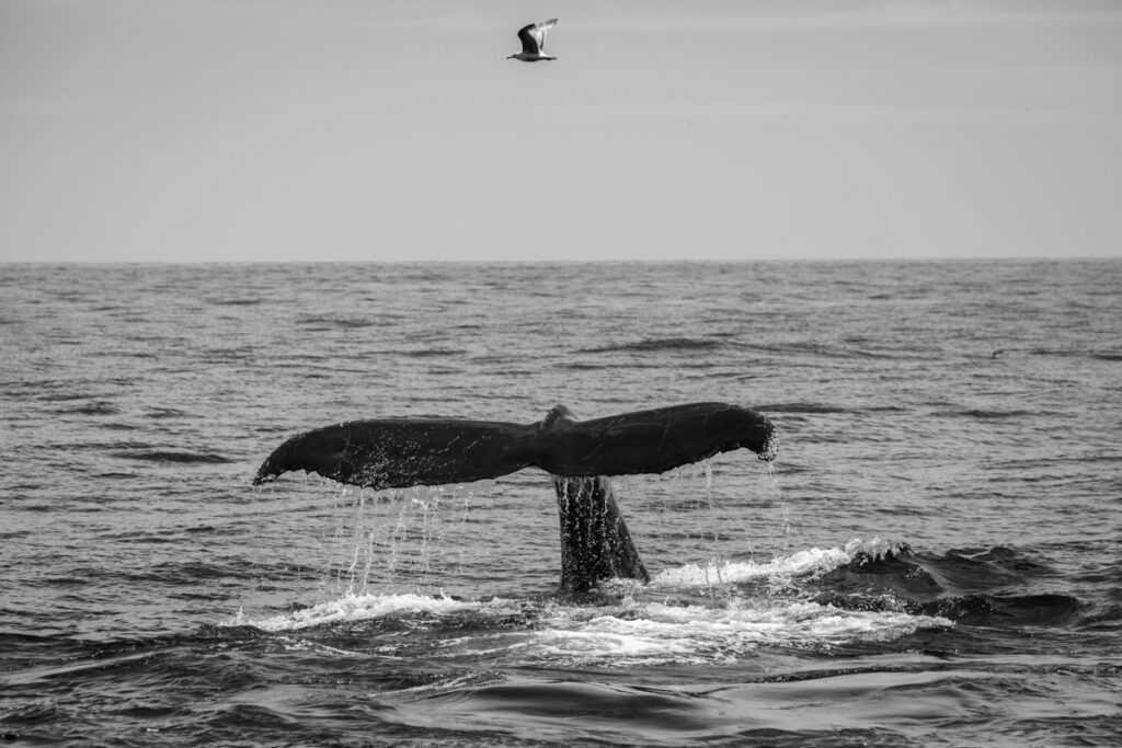 BW of humpback whale fluting with water dripping off tail and seagull flying over the top