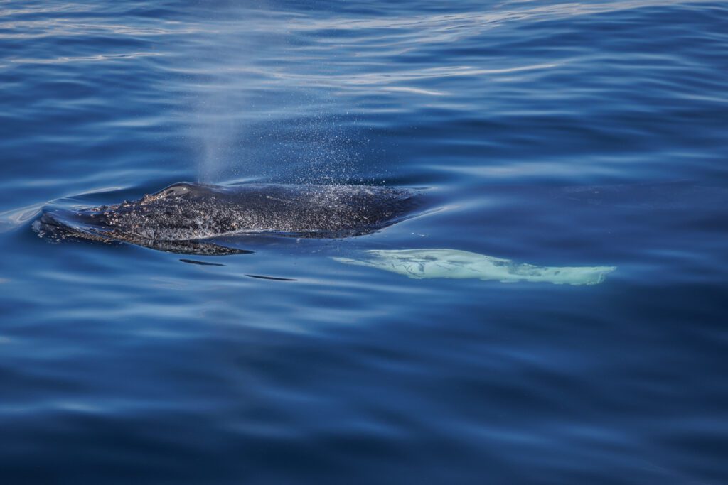 Baby humpback whale blow on surface of water at Stellwagen Bank Marine Sanctuary