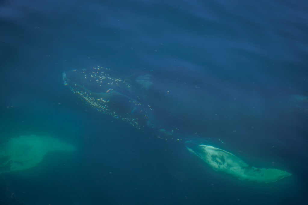 Humpback whale under the surface of the water coming up with eye visible 