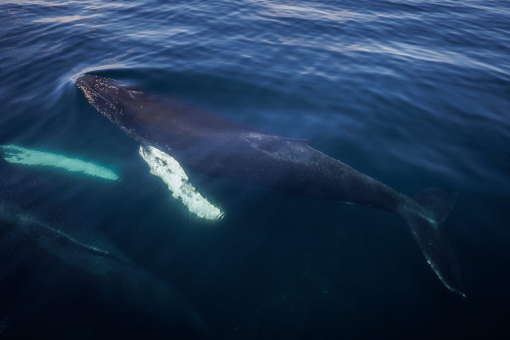 Humpback whale calf on surface next to boat with left eye visible 