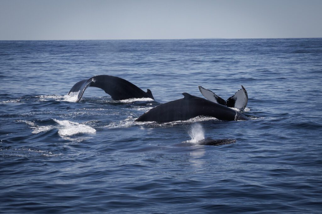 Four huge humpback whales right next to each other in different stages of going down for a deep dive