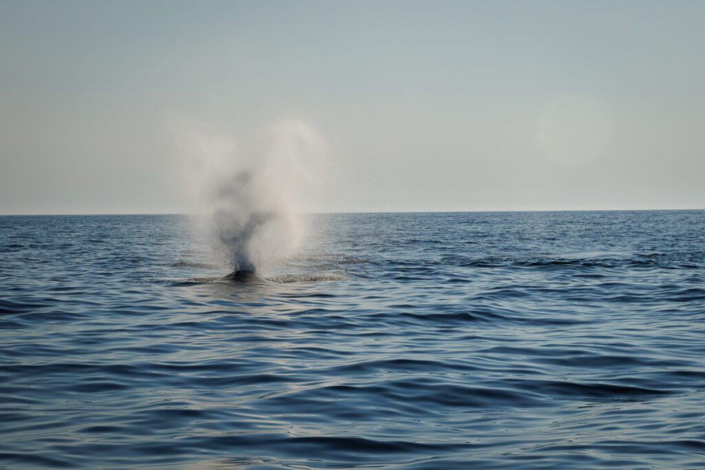 Whale blow at sunset 