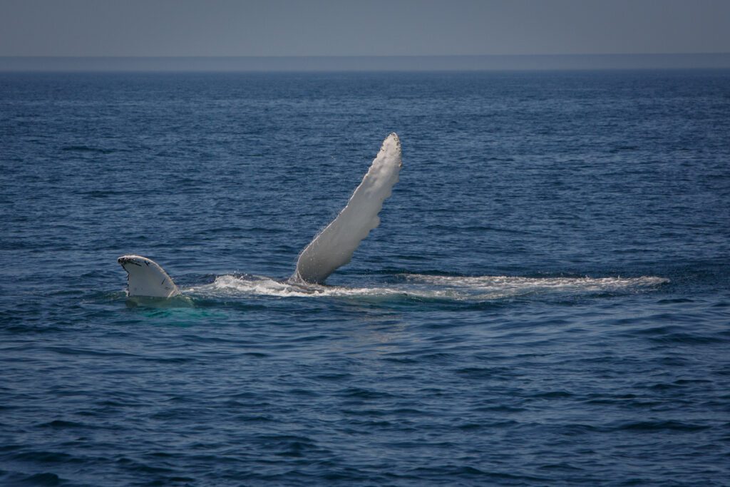 Humpback whale laying upside down with both pectoral fins up in the air