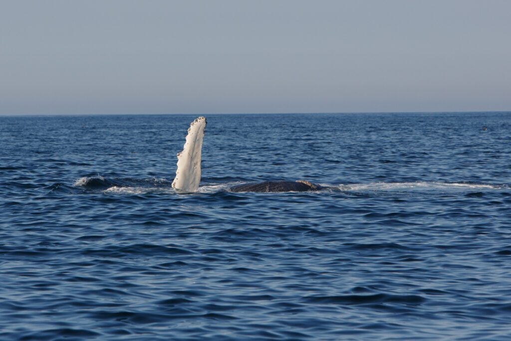 Humpback whale with its pectoral fin up in the air