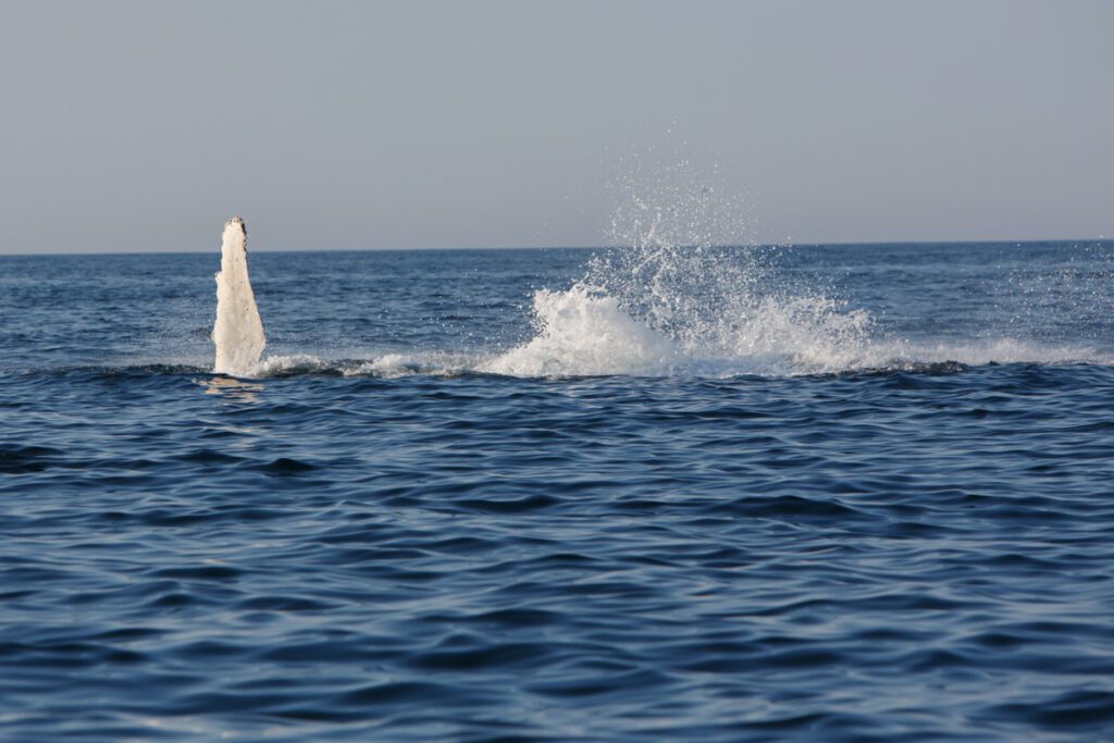 Humpback whale playing on surface splashing it's pectoral fins